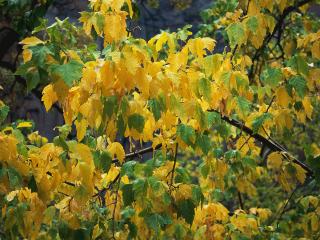 обои Желтеющая листва под дождeм фото