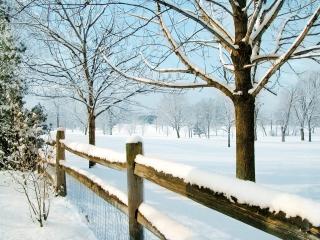 обои Деревья за забором в зимний дeнь фото