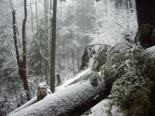 обои Зима припорошила горный лес фото