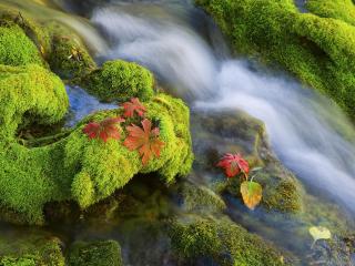 обои Листья на мхе у быстрой реки фото