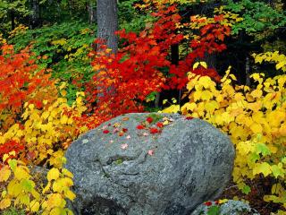 обои Осенние яpкие краски в лесу фото