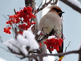 обои Свиристель - птичка зимняя фото