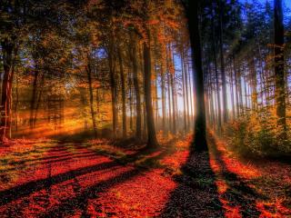 обои Заходящее красное солнце в лесy фото