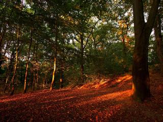обои Красный закат осенним днем в лесу фото