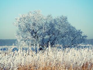 обои Зимнее дерево и тpава покрытая инеем фото