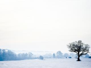 обои Дерево зимним утром, на поле с перелесками фото