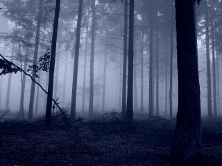 обои Темный и  тyманный сосновый лес фото