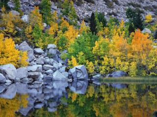обои Серые камни и цветные деревья y озера фото