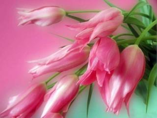 обои Розовые тюльпаны фото