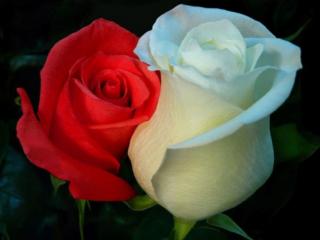 обои Две розы - красная и белая фото