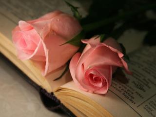 обои Две розы на раскрытой книге фото