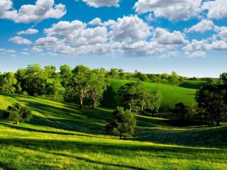 обои Зеленые холмы с деревьями фото
