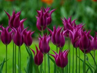 обои Тюльпаны фиолетовые фото