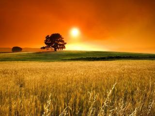 обои Восход над пшеничном полем фото