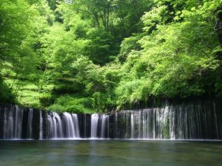обои Водопад полукругом из зеленого леса фото