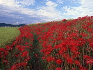 обои Красивые красные цветы на поле фото