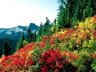 обои Кусты с цветной листвой на склоне, в горах фото