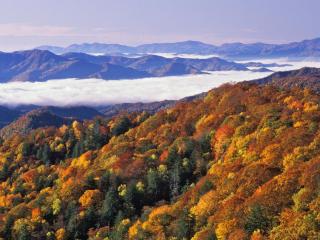 обои Лесной склон осенний в горной местности фото
