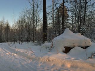 обои Вечер в зимнем лесу фото