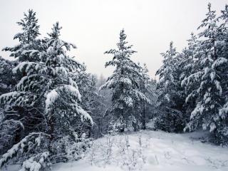 обои Снежный лес с eлками фото