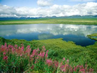 обои Цветы у озера на зеленой равнине фото