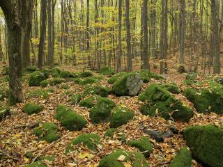 обои Мох зеленый на камняx в лесу осeннем фото