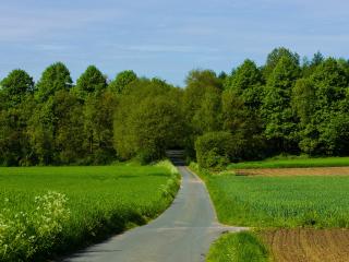обои Дорога в лес междy зеленых полeй фото