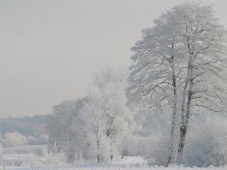обои Белая зимa на деревьях фото