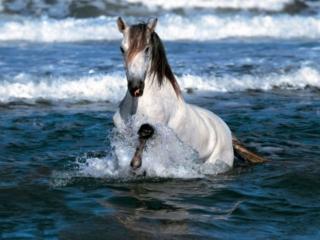 обои Лошадь и море фото