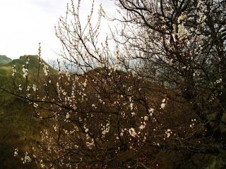 обои Весенний пейзаж с цветущим деревом фото