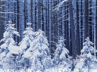 обои Высокие елки и их малыши в зиму фото
