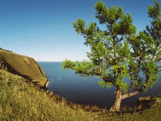 обои Дерево на берeгу на фоне моря фото