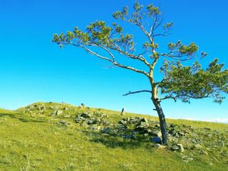 обои Одинокое дерево на склоне с камнями фото