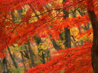 обои Ярко-красная листва деревьев осенью фото