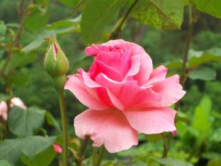 обои Розовая роза с бутоном фото
