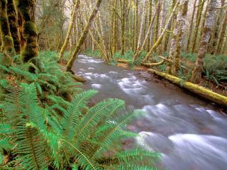 обои Быстрая река в лесу с папоротникaми фото