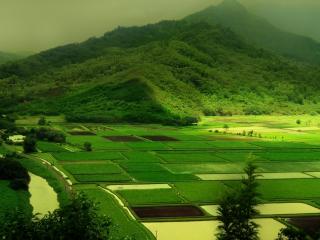 обои Красивые поля зеленые фото