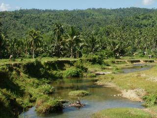 обои Тропический ручей, на фоне пальм фото