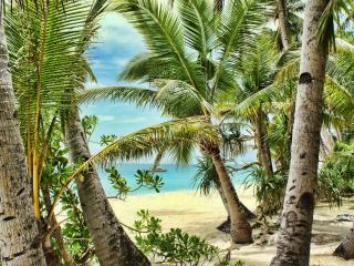 обои пальмы нa песчаном берегу фото