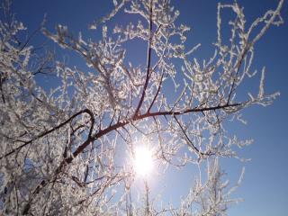 обои Солнце за ветвями зимнего дерева фото