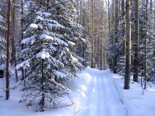 обои Лыжня в зимнем лесу фото