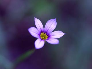 обои в размытом фоне цветок фиолетовый расцвeл фото