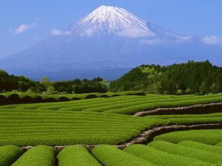 обои Чайные плантации возле горы фото