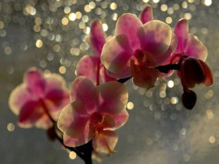 обои Весенняя орхидея фото