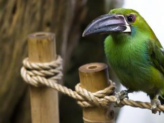 обои птица зеленоватая сидит на веревке фото