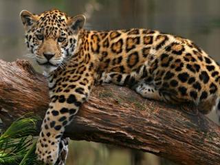 обои Леопард подросток фото