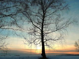 обои Нежные краски заката и весеннее дерево фото