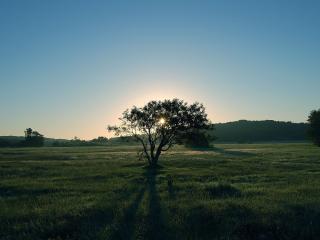 обои Дерево на поле и закат солнцa фото
