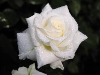 обои Капли на лепестках белой розы фото