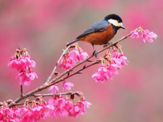 обои для рабочего стола: Птичка и весна
